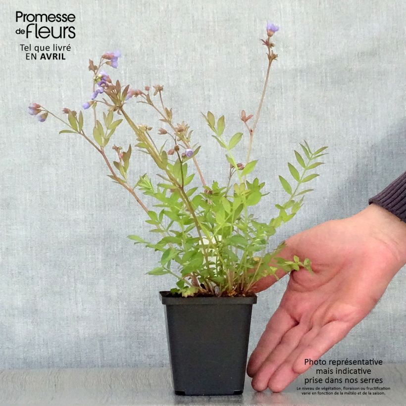 Polemonium reptans 8/9 cm pot sample as delivered in spring