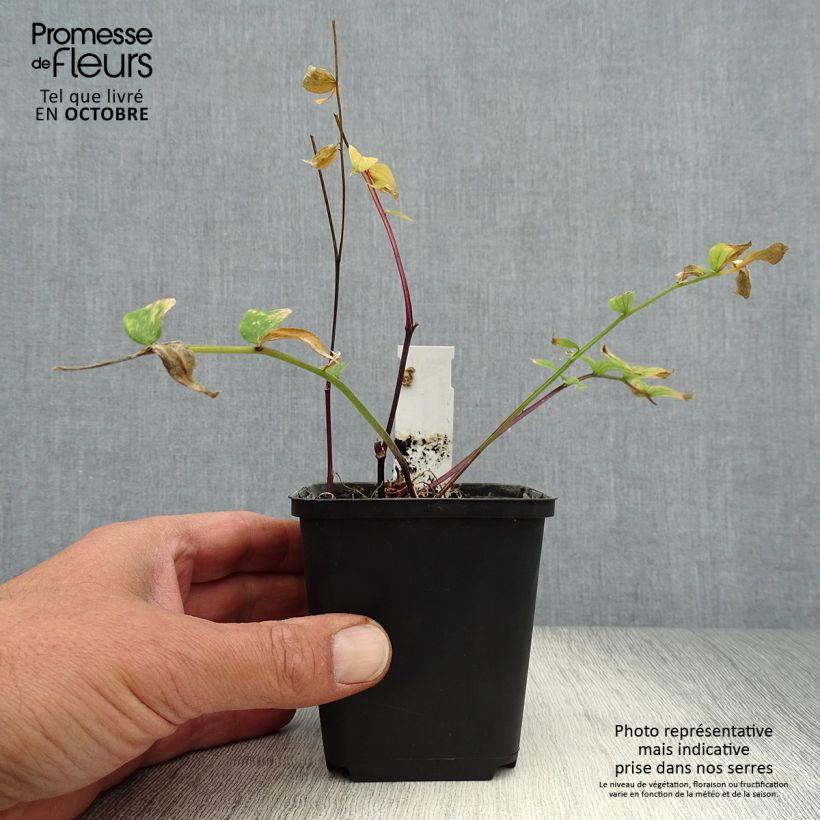 Polemonium yezoense Purple Rain 8/9 cm pot sample as delivered in autumn
