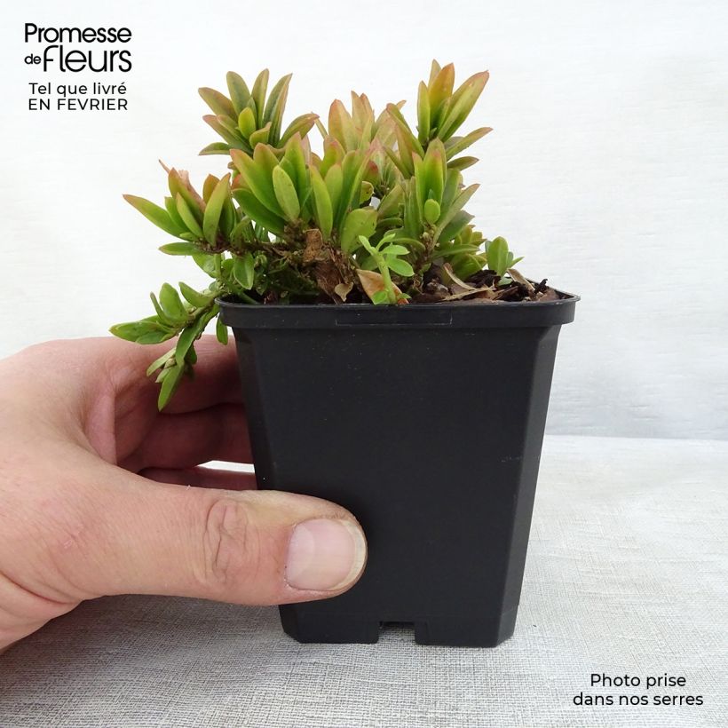 Polygala chamaebuxus Grandiflora 8/9 cm pot sample as delivered in winter