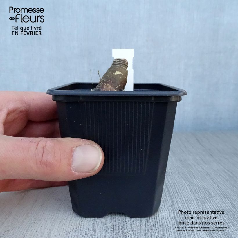 Polygonatum x hybridum Weihenstephan 8/9 cm pot sample as delivered in winter