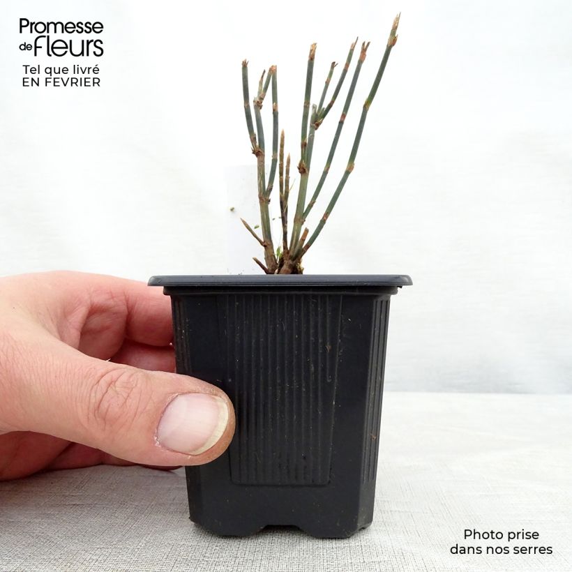 Polygonum scoparium 8/9 cm pot sample as delivered in winter