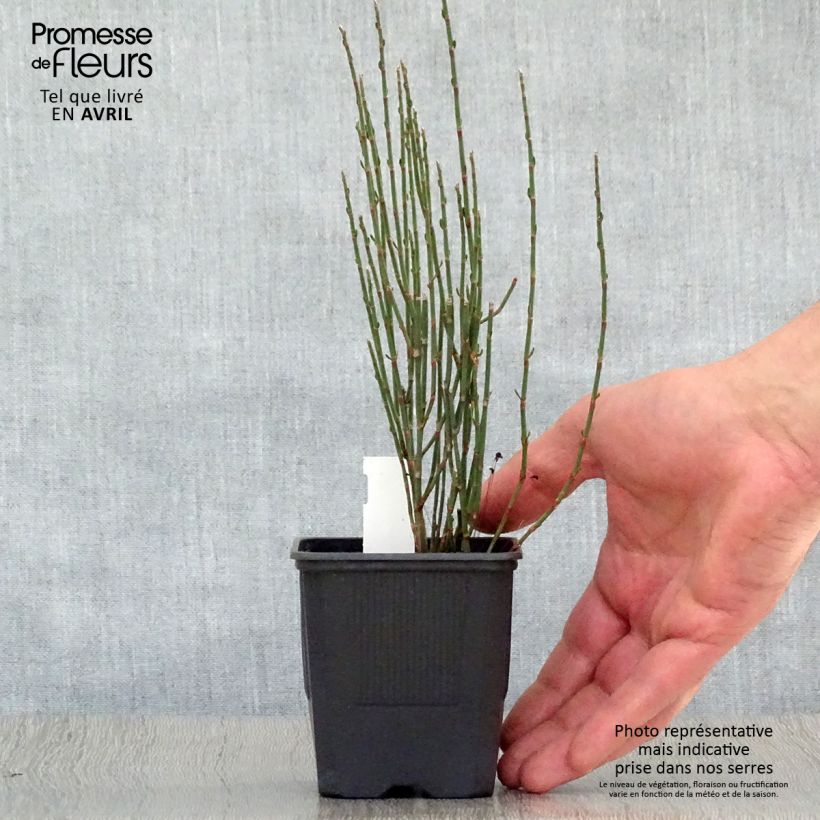 Polygonum scoparium 8/9 cm pot sample as delivered in spring