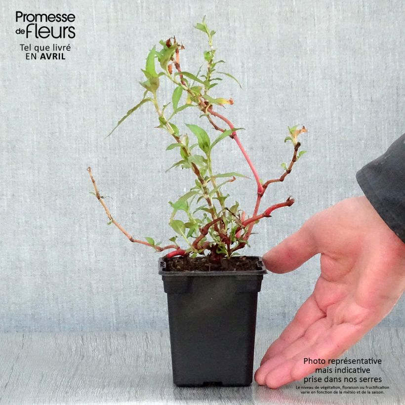 Polygonum odoratum - Vietnamese Coriander 8/9 cm pot sample as delivered in spring