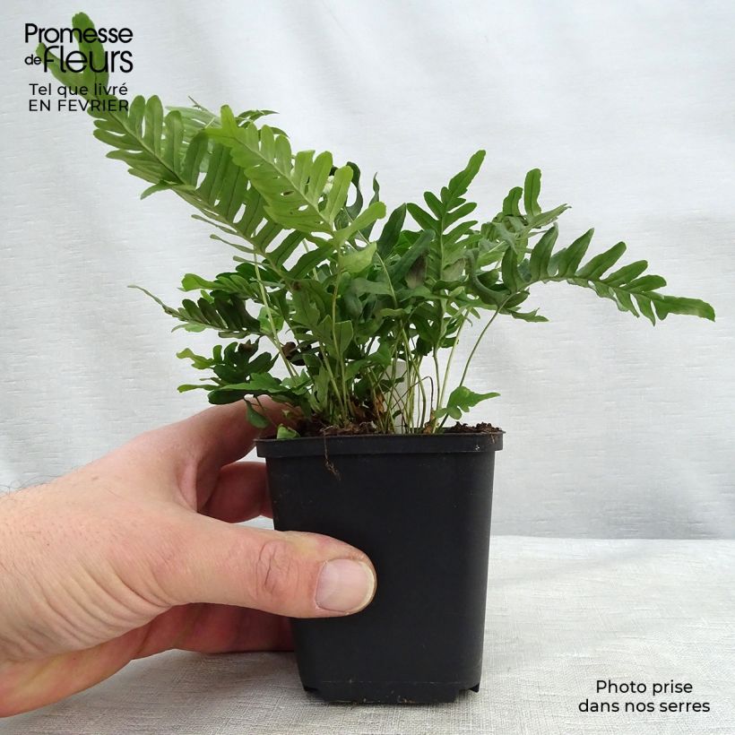 Polypodium vulgare Bifido Multifidum - Rockcap Fern 8/9 cm pot sample as delivered in winter