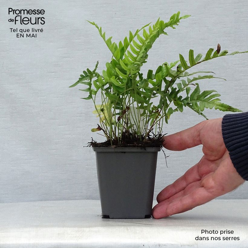 Polypodium vulgare - Rockcap Fern 8/9 cm pot sample as delivered in spring