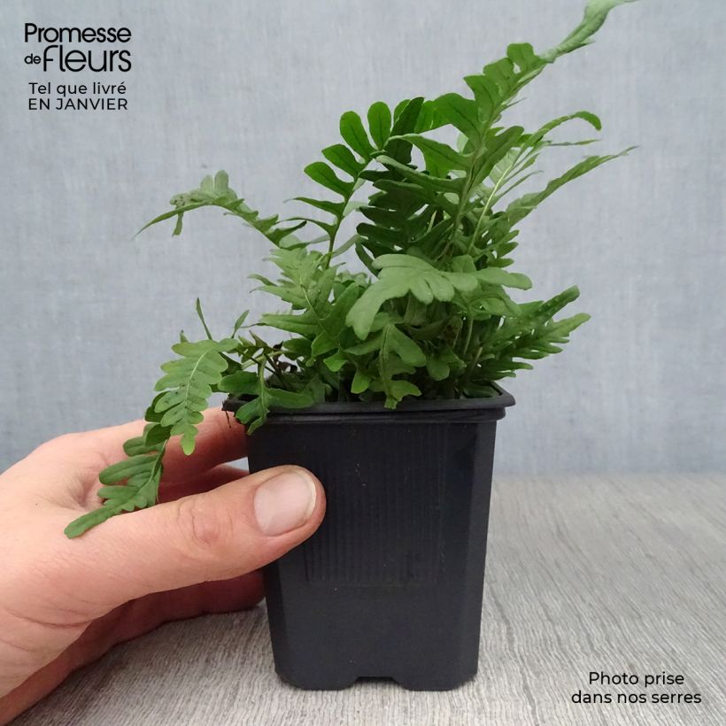 Polypodium vulgare - Rockcap Fern 8/9 cm pot sample as delivered in winter