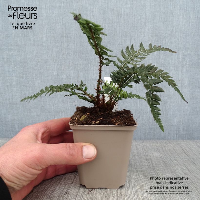 Polystichum polyblepharum Shiny Holly Fern - Lace Fern 8/9 cm pot sample as delivered in winter