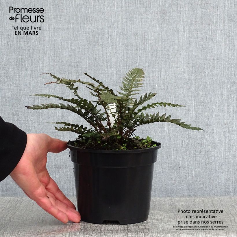 Polystichum polyblepharum Shiny Holly Fern - Lace Fern 2L/3L pot sample as delivered in winter