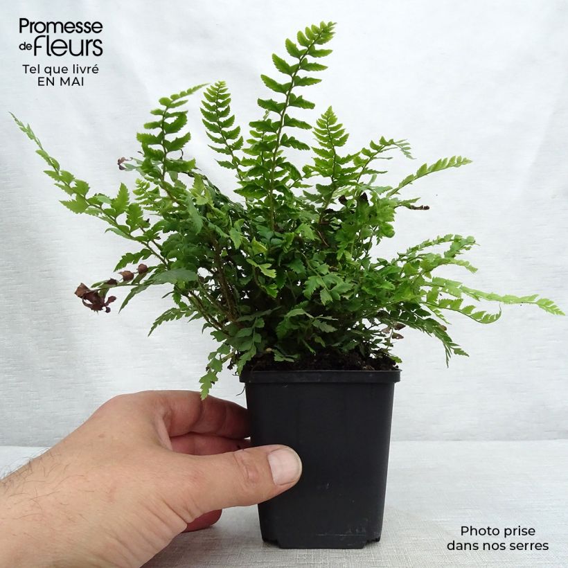 Polystichum aculeatum - Hard Shield Fern 8/9 cm pot sample as delivered in spring
