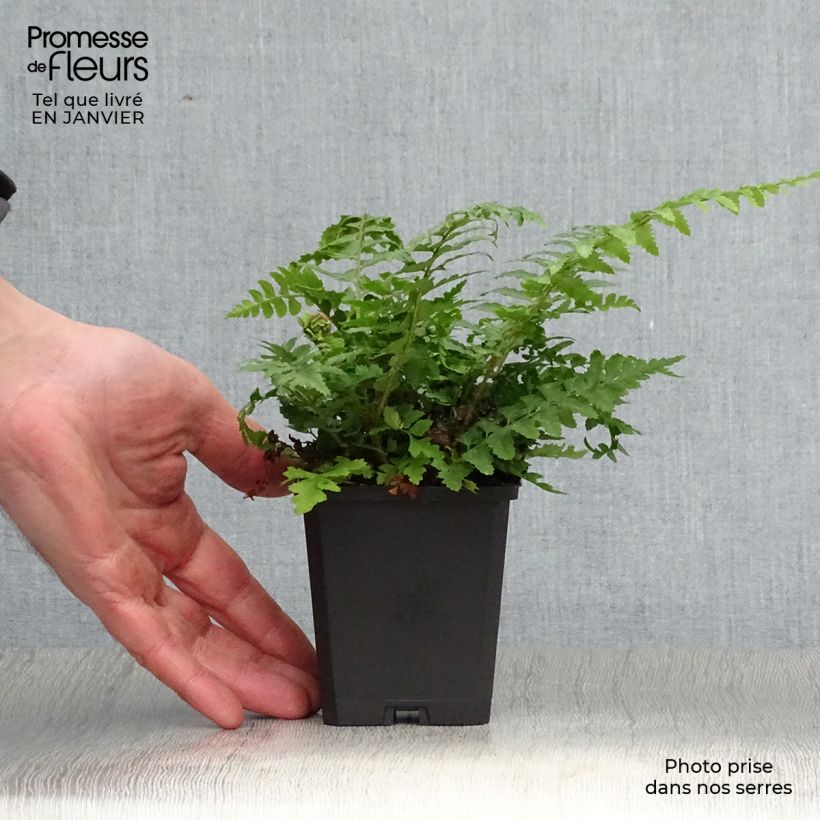 Polystichum aculeatum - Hard Shield Fern 8/9 cm pot sample as delivered in winter