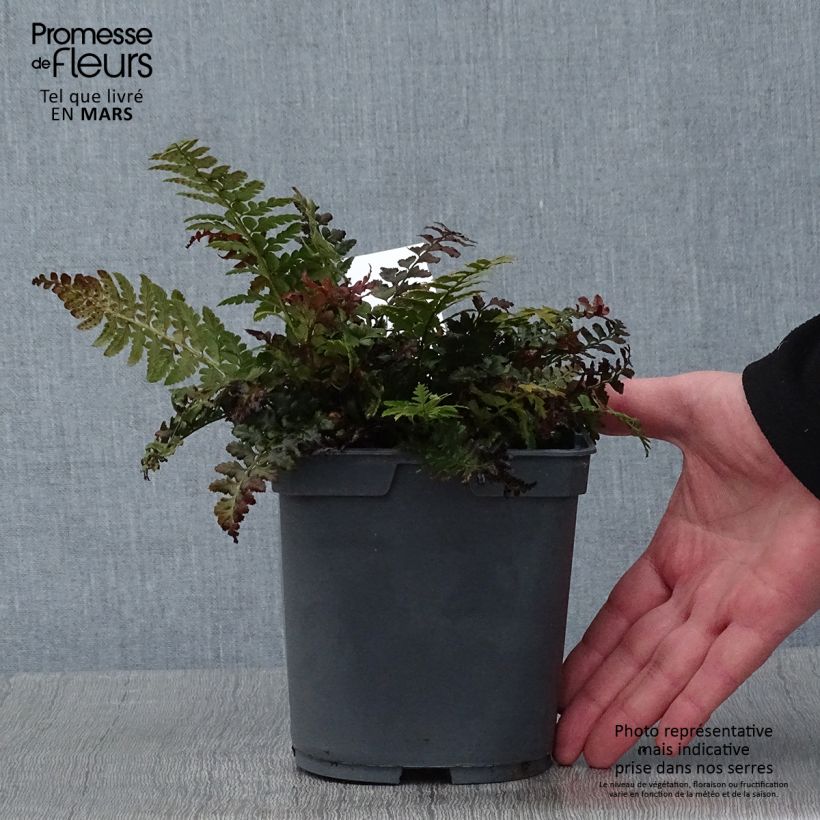 Polystichum aculeatum - Hard Shield Fern 2L/3L pot sample as delivered in winter