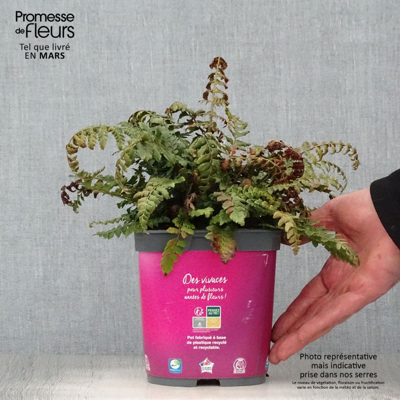 Polystichum aculeatum - Hard Shield Fern 2L/3L pot sample as delivered in spring