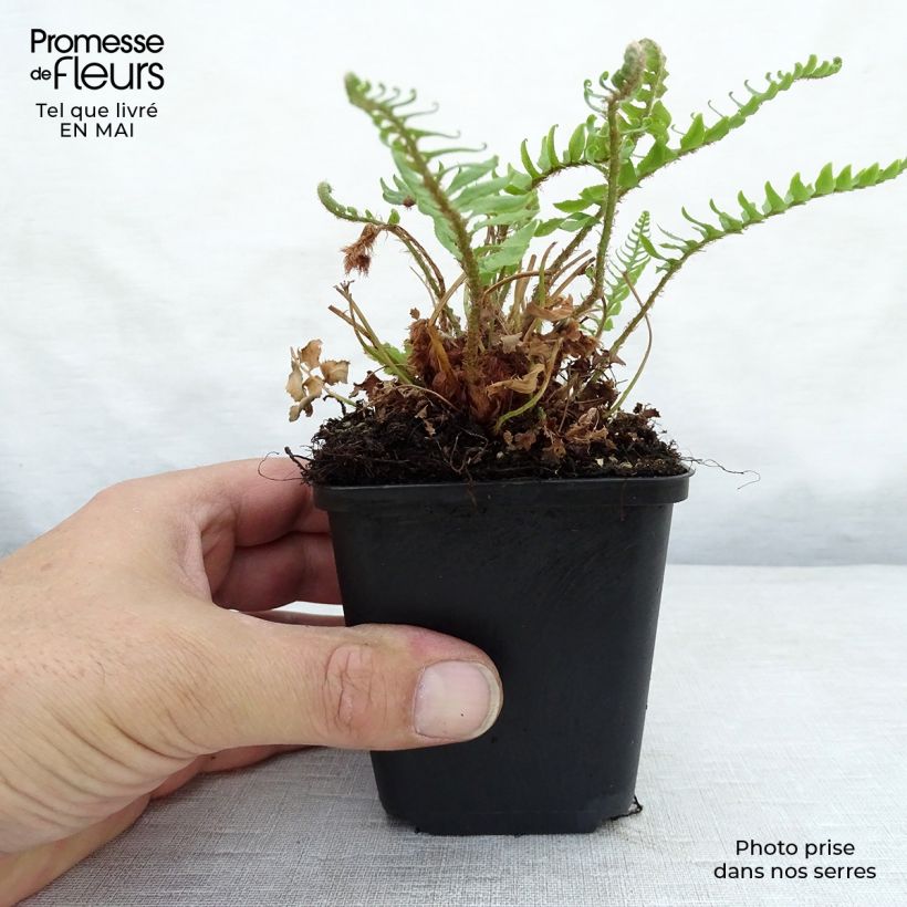 Polystichum munitum - Giant Holly Fern 8/9 cm pot sample as delivered in spring