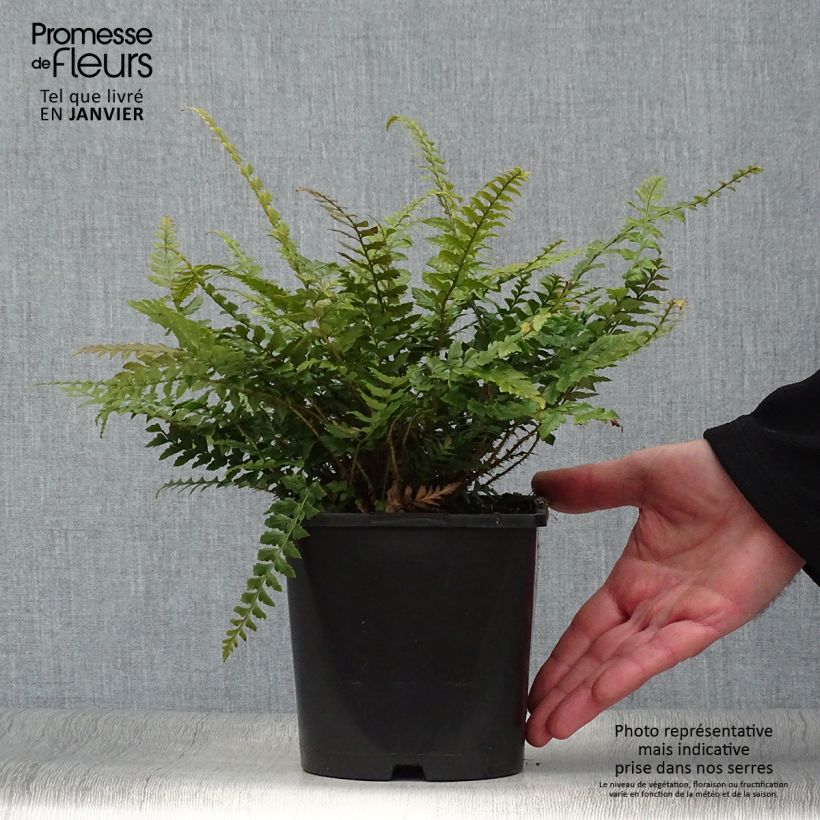 Polystichum neolobatum - Shield Fern 2L/3L pot sample as delivered in winter
