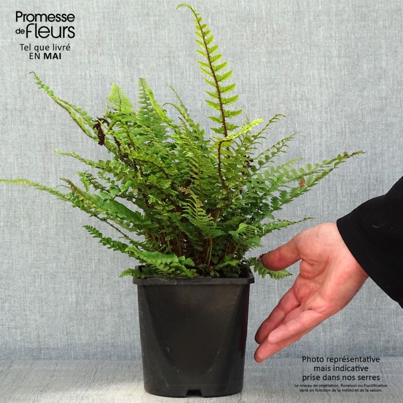 Polystichum neolobatum - Shield Fern 2L/3L pot sample as delivered in spring