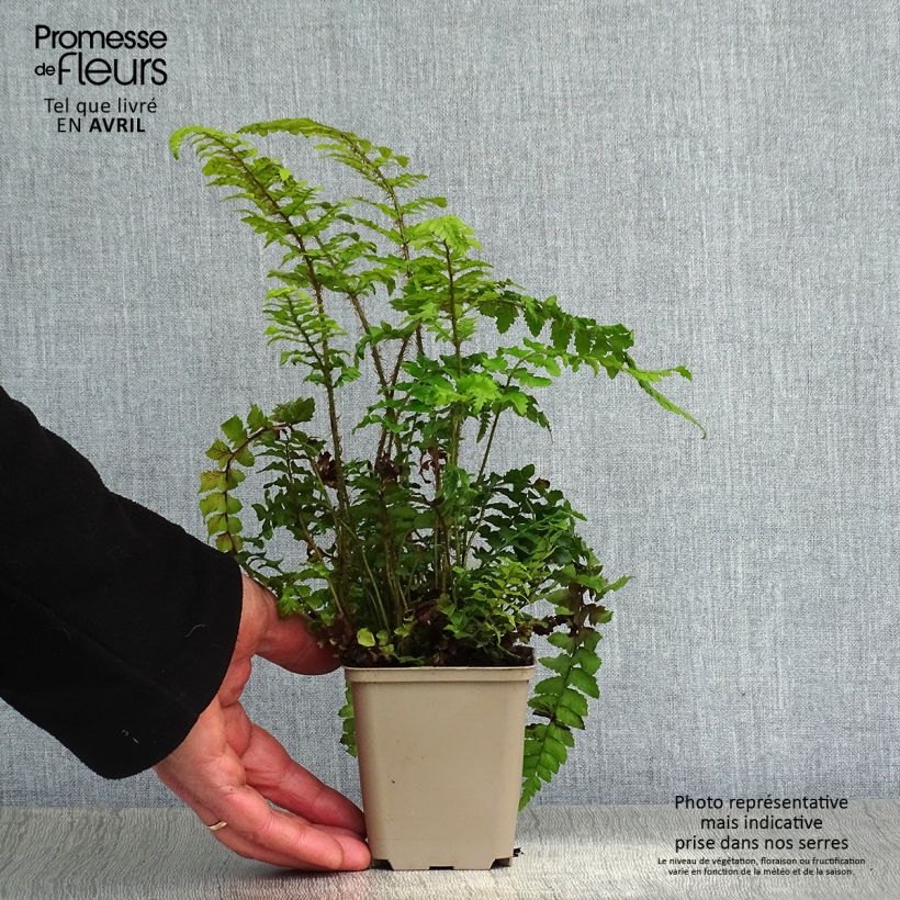 Polystichum polyblepharum - Japanese Lace Fern 8/9 cm pot sample as delivered in spring