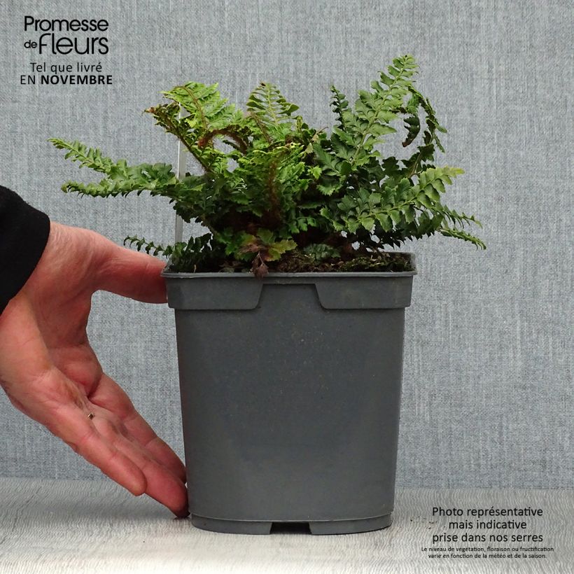 Polystichum polyblepharum - Japanese Lace Fern 2L/3L pot sample as delivered in autumn