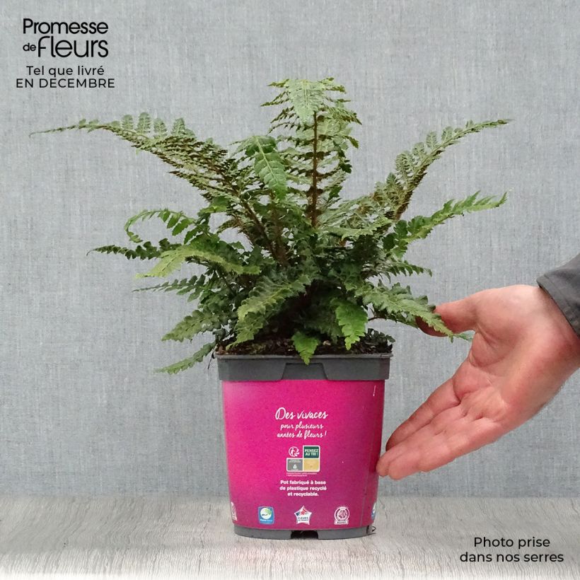 Polystichum polyblepharum - Japanese Lace Fern 2L/3L pot sample as delivered in winter