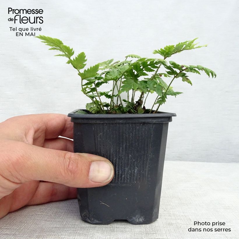 Polystichum rigens - Rigid Holly Fern 8/9 cm pot sample as delivered in spring