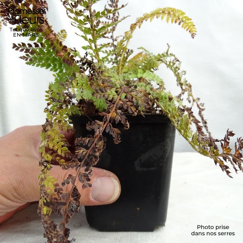 Polystichum setiferum Densum - Soft Shield Fern 8/9 cm pot sample as delivered in spring
