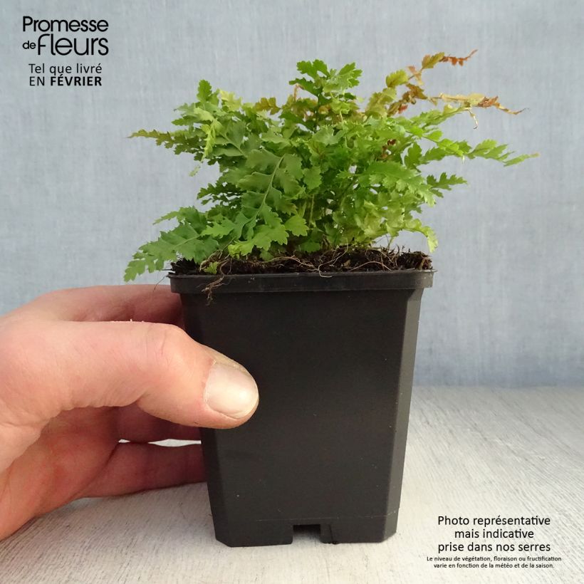 Polystichum setiferum Herrenhausen - Soft Shield Fern 8/9 cm pot sample as delivered in winter
