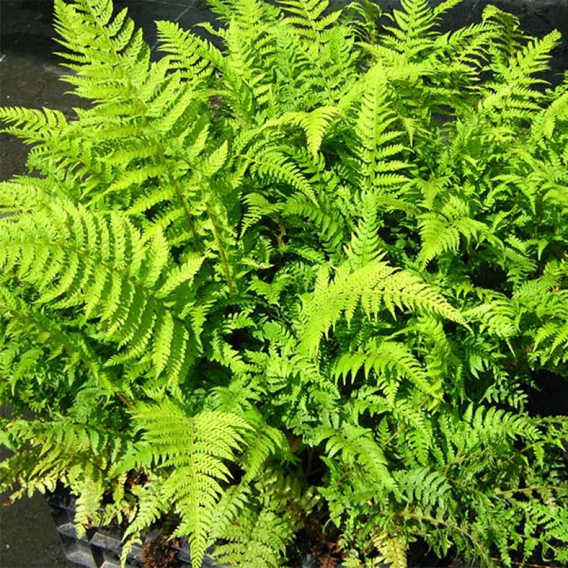 Polystichum setiferum Dahlem - Soft Shield Fern (Foliage)