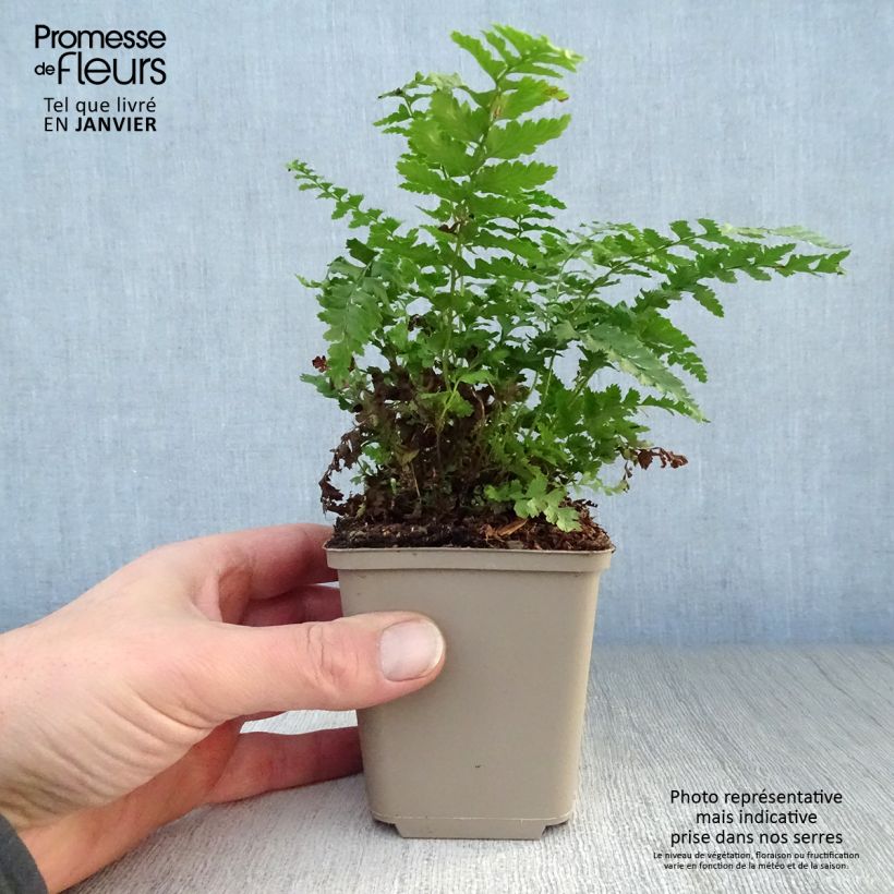 Polystichum&#x20;setiferum&#x20;Dahlem&#x20;-&#x20;Soft&#x20;Shield&#x20;Fern&#x20;8&#x2F;9&#x20;cm&#x20;pot&#x20;sample&#x20;as&#x20;delivered&#x20;in&#x20;winter