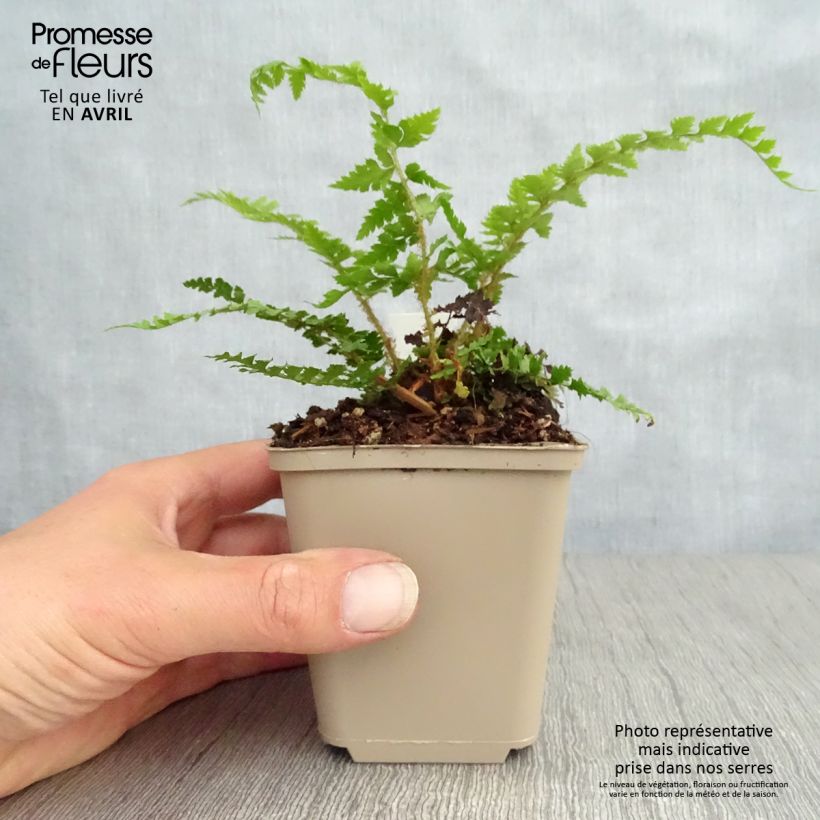 Polystichum setiferum Dahlem - Soft Shield Fern 8/9 cm pot sample as delivered in spring