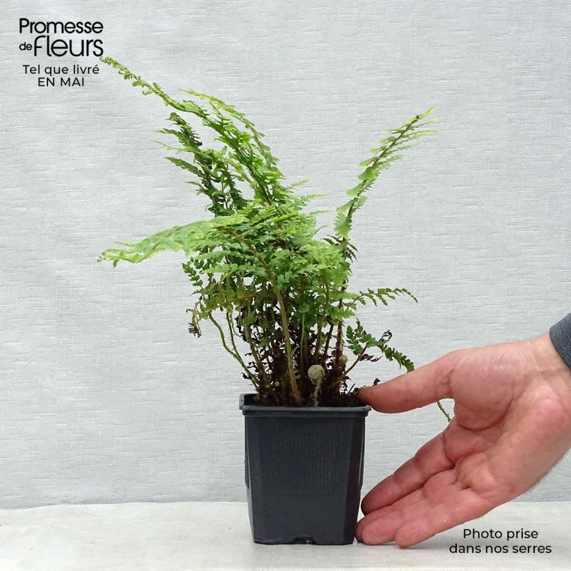 Polystichum setiferum - Soft Shield Fern 8/9 cm pot sample as delivered in spring