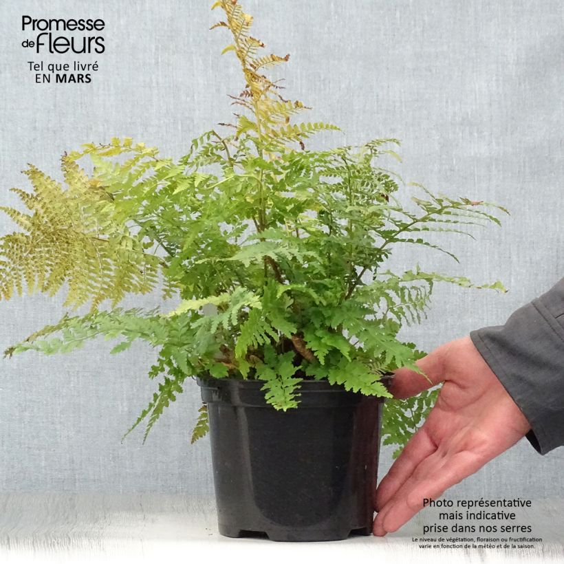 Polystichum setiferum - Soft Shield Fern 2L/3L pot sample as delivered in spring