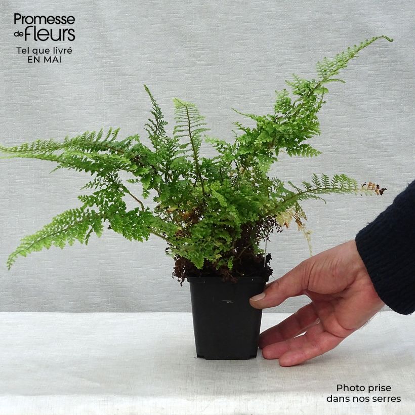 Polystichum setiferum Plumosum Densum - Soft Shield Fern 8/9 cm pot sample as delivered in spring