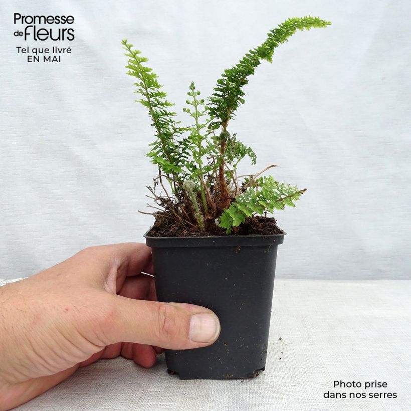 Polystichum tsus-simense - Korean Rock Fern 8/9 cm pot sample as delivered in spring