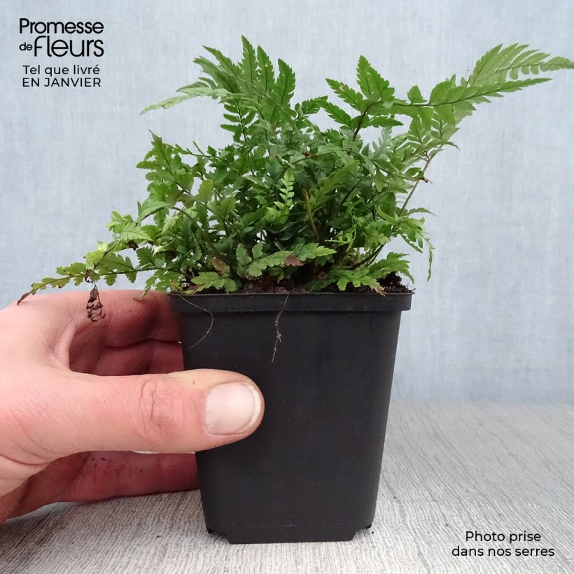 Polystichum tsus-simense - Korean Rock Fern 8/9 cm pot sample as delivered in winter