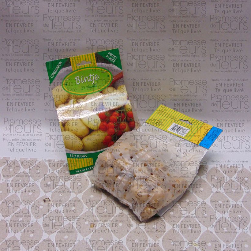 Example of Potatoes Bintje Bag of 25 plants size 28/35 mm specimen as delivered