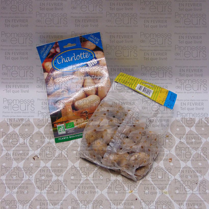 Example of Organic Potatoes Charlotte Bag of 25 plants size 25/40 mm specimen as delivered