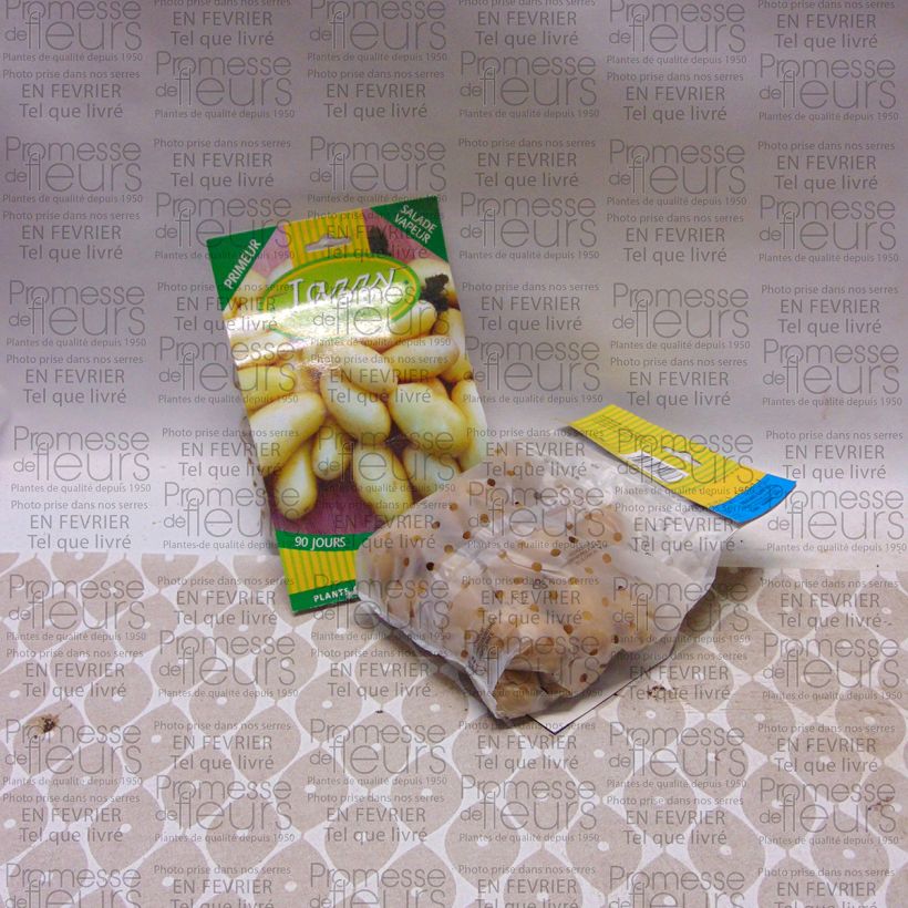 Example of Potatoes Jazzy Bag of 25 plants size 28/30 mm specimen as delivered