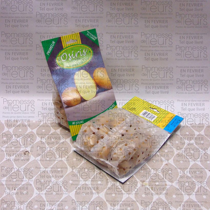 Example of Potatoes Osiris Bag of 25 plants size 28/40 mm specimen as delivered