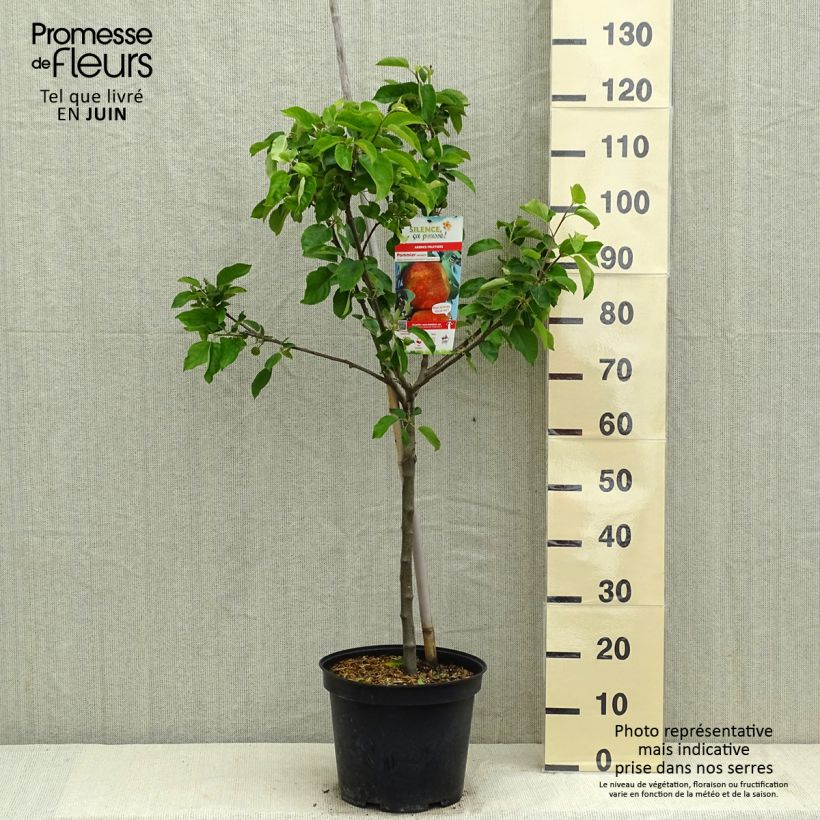 Apple Tree Antares - Malus domestica 7.5L/10L pot, Goblet sample as delivered in spring