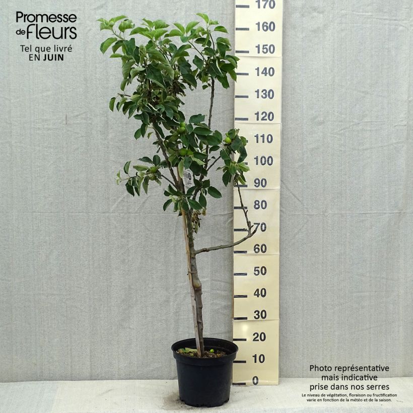 Apple Tree Api Etoilé - Malus domestica 7.5L/10L pot, Goblet sample as delivered in summer