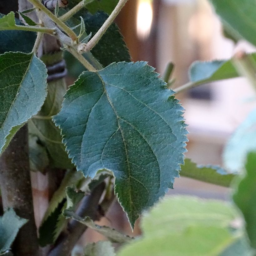 Apple Tree Belle de Boskoop - Malus domestica (Foliage)