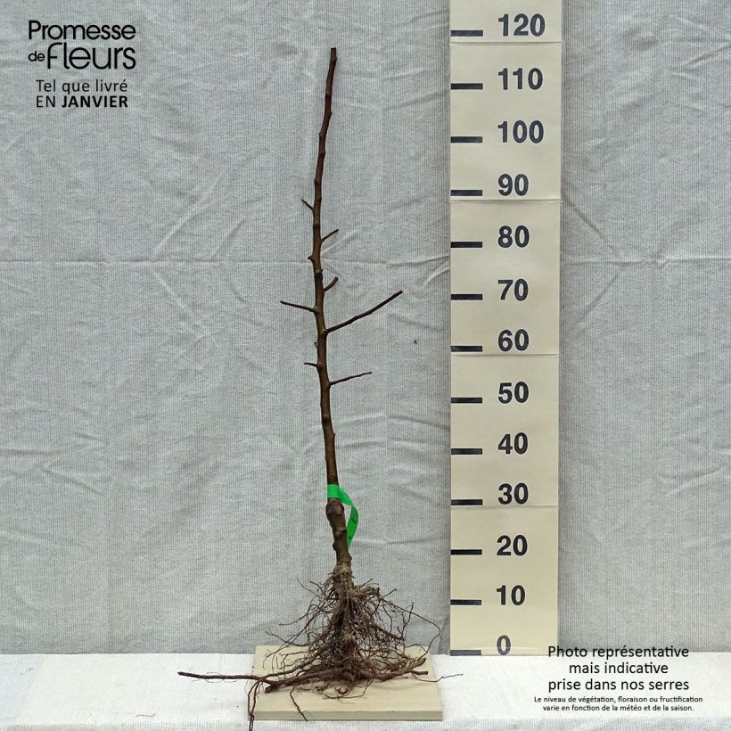 Organic Apple Tree Belle de Boskoop - Malus domestica Bare root, Scion sample as delivered in winter