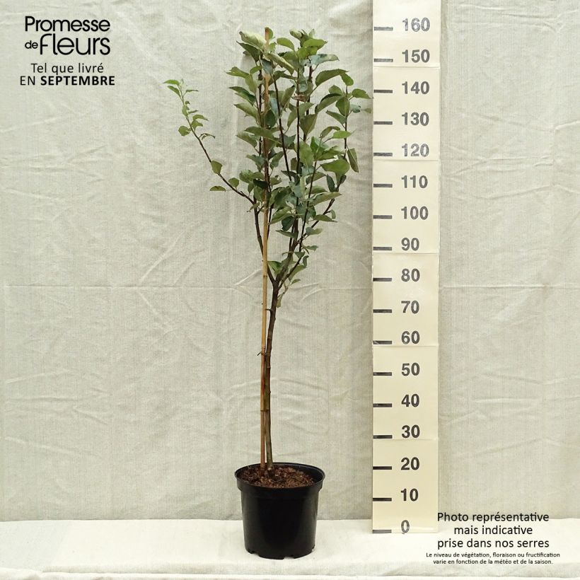 Apple Tree Belle de Boskoop - Malus domestica 7.5L/10L pot, Goblet sample as delivered in autumn