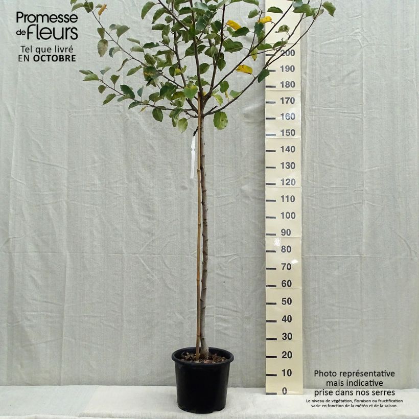 Apple Tree Belle de Boskoop - Malus domestica 7.5L/10L pot, Half standard sample as delivered in autumn
