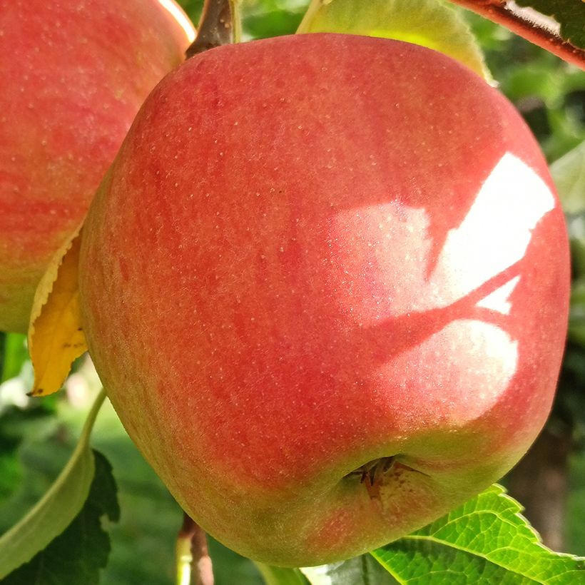 Organic Apple Tree Belle fille de l'Indre - Malus domestica (Harvest)