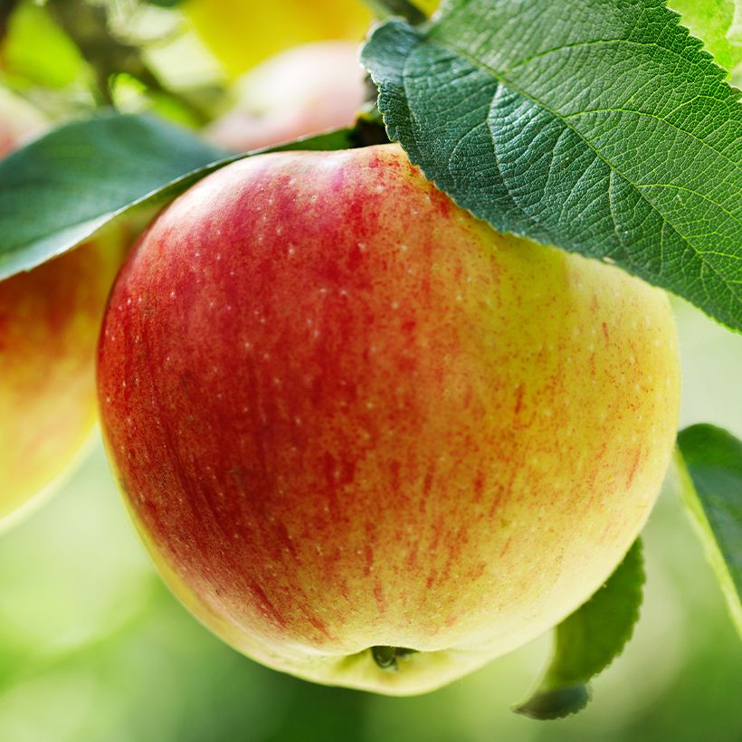 Organic Apple Tree Belle fille de la Creuse - Malus domestica (Harvest)