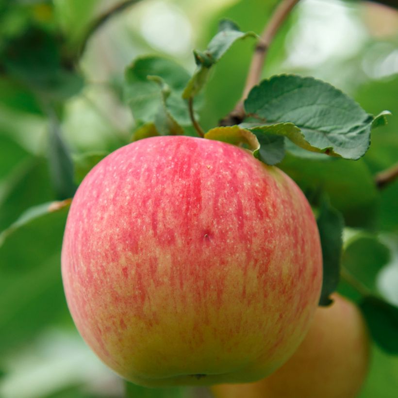 Apple Tree Bénédictin - Malus domestica (Harvest)