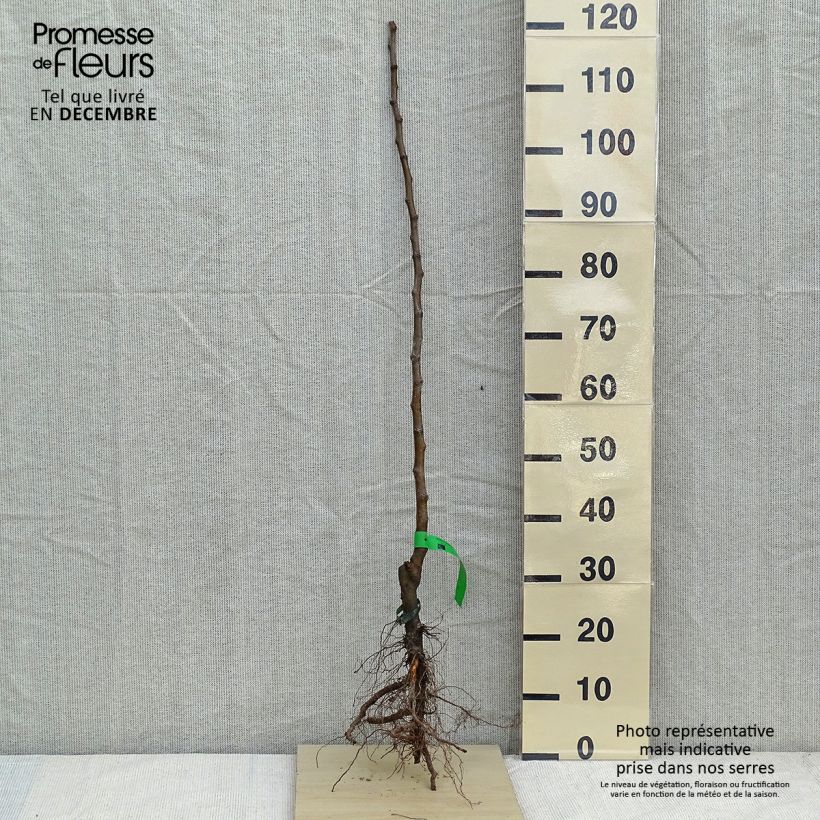 Apple Tree Bon Père - Malus domestica Bare root, Scion sample as delivered in winter