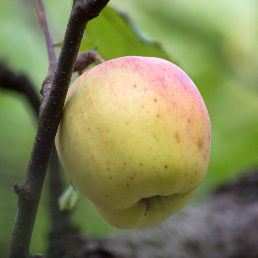 Apple Tree Bon Père - Malus domestica (Harvest)