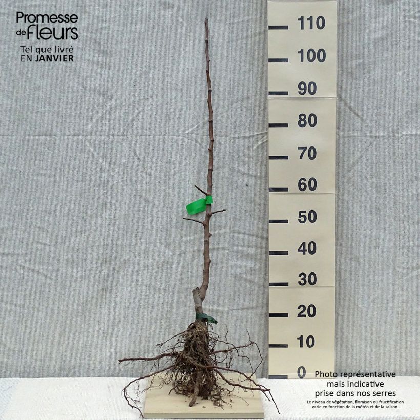 Apple Tree Calville Rouge d'Hiver - Malus domestica Bare root, Scion sample as delivered in winter
