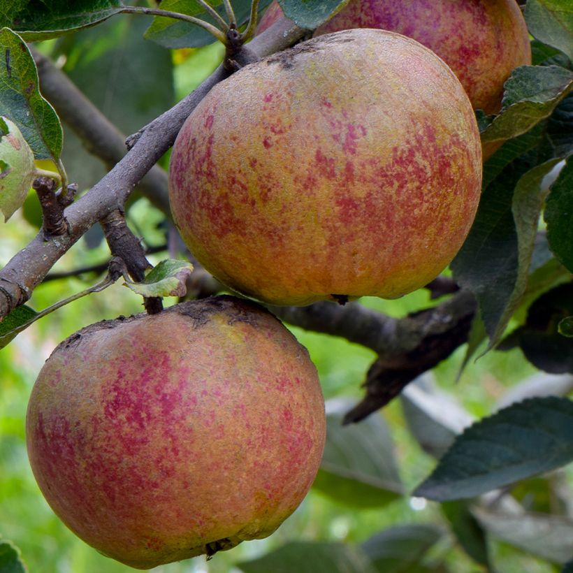Organic Apple Tree Chailleux - Malus domestica (Harvest)